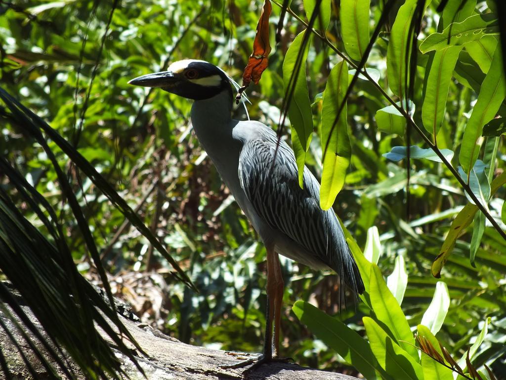 Cabinas Caribe Luna กาอุยตา ภายนอก รูปภาพ