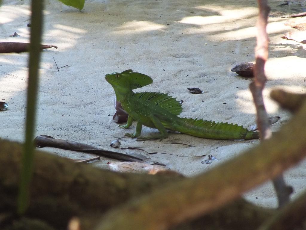 Cabinas Caribe Luna กาอุยตา ภายนอก รูปภาพ