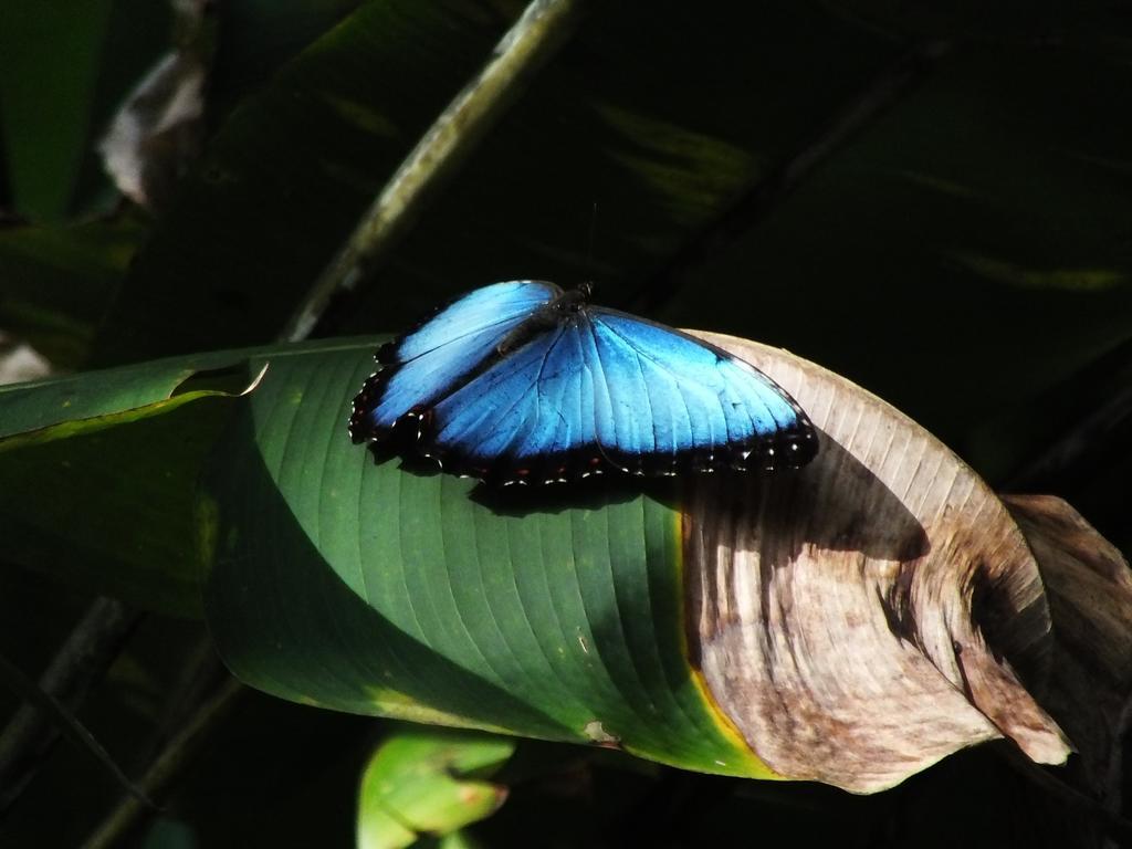 Cabinas Caribe Luna กาอุยตา ภายนอก รูปภาพ