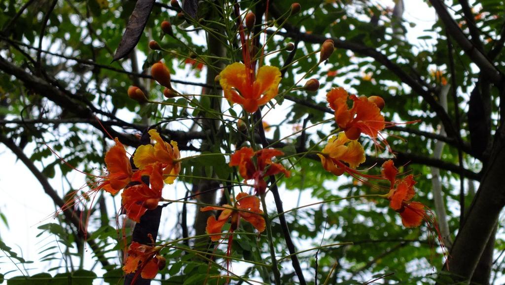 Cabinas Caribe Luna กาอุยตา ภายนอก รูปภาพ