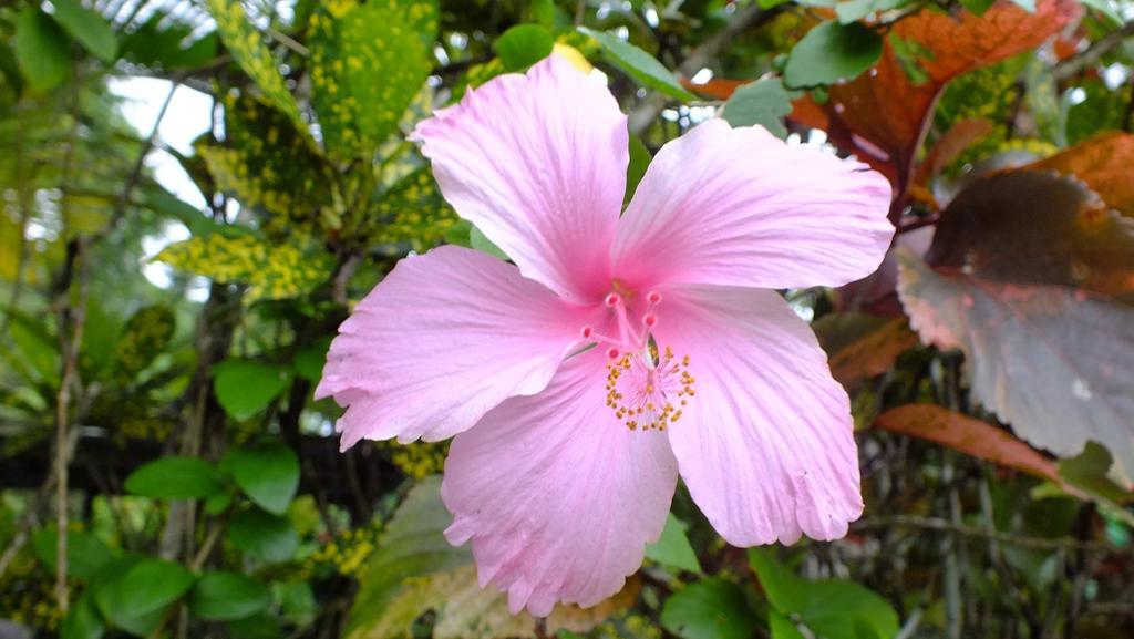 Cabinas Caribe Luna กาอุยตา ภายนอก รูปภาพ