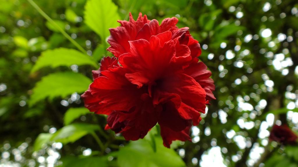 Cabinas Caribe Luna กาอุยตา ภายนอก รูปภาพ